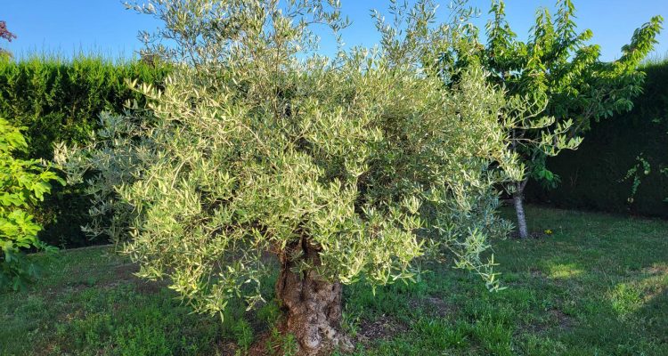 Maison familiale - Romans (01400) - 21