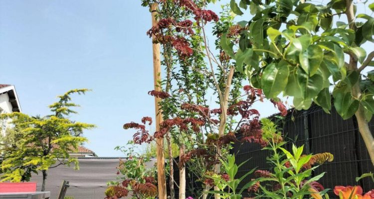 Vente Maison 85 m² à Thil 490 000 € - Thil (01120) - 12