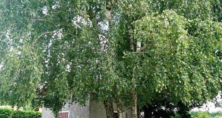 Bien Vendu Maison 127 m² à Belleville 294 000 € - Belleville (69220) - 14