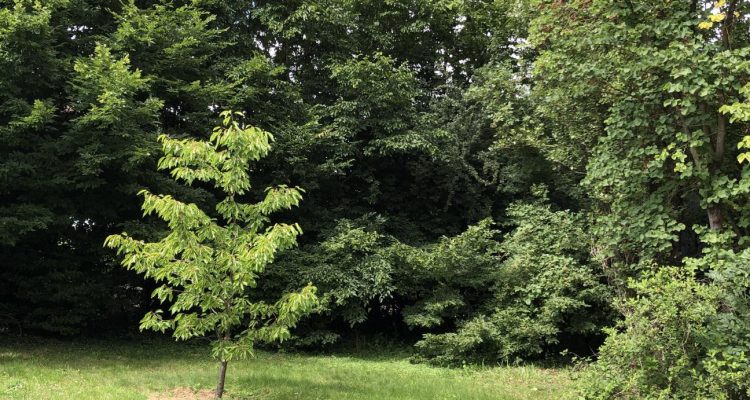 Bien Vendu Maison 90 m² à Fareins 340 000 € - Fareins (01480) - 2